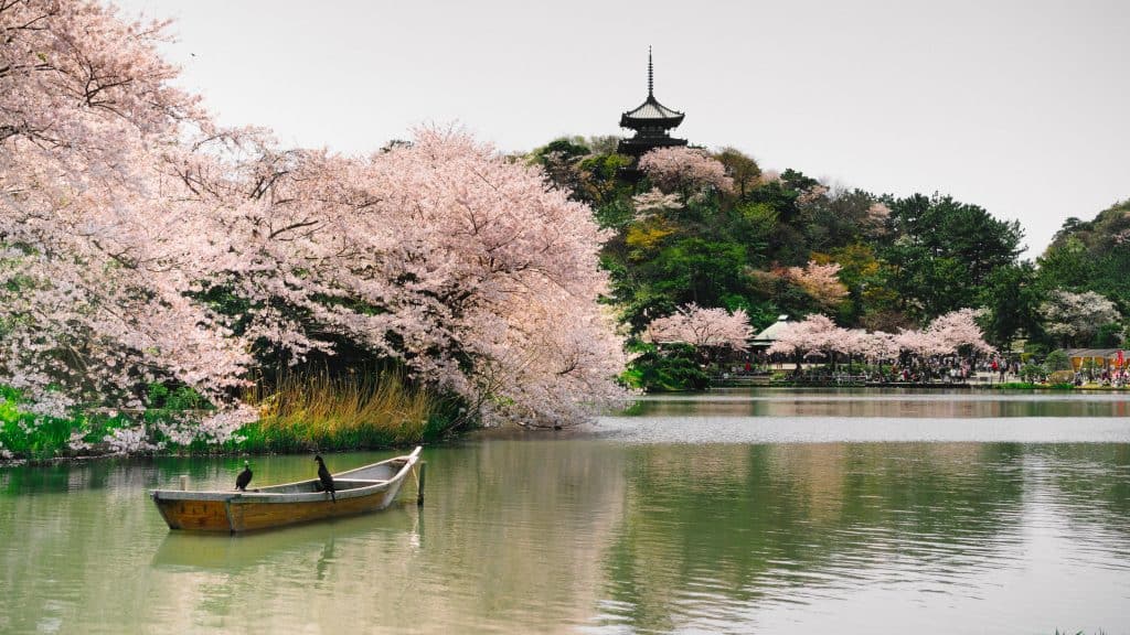 To see in japan