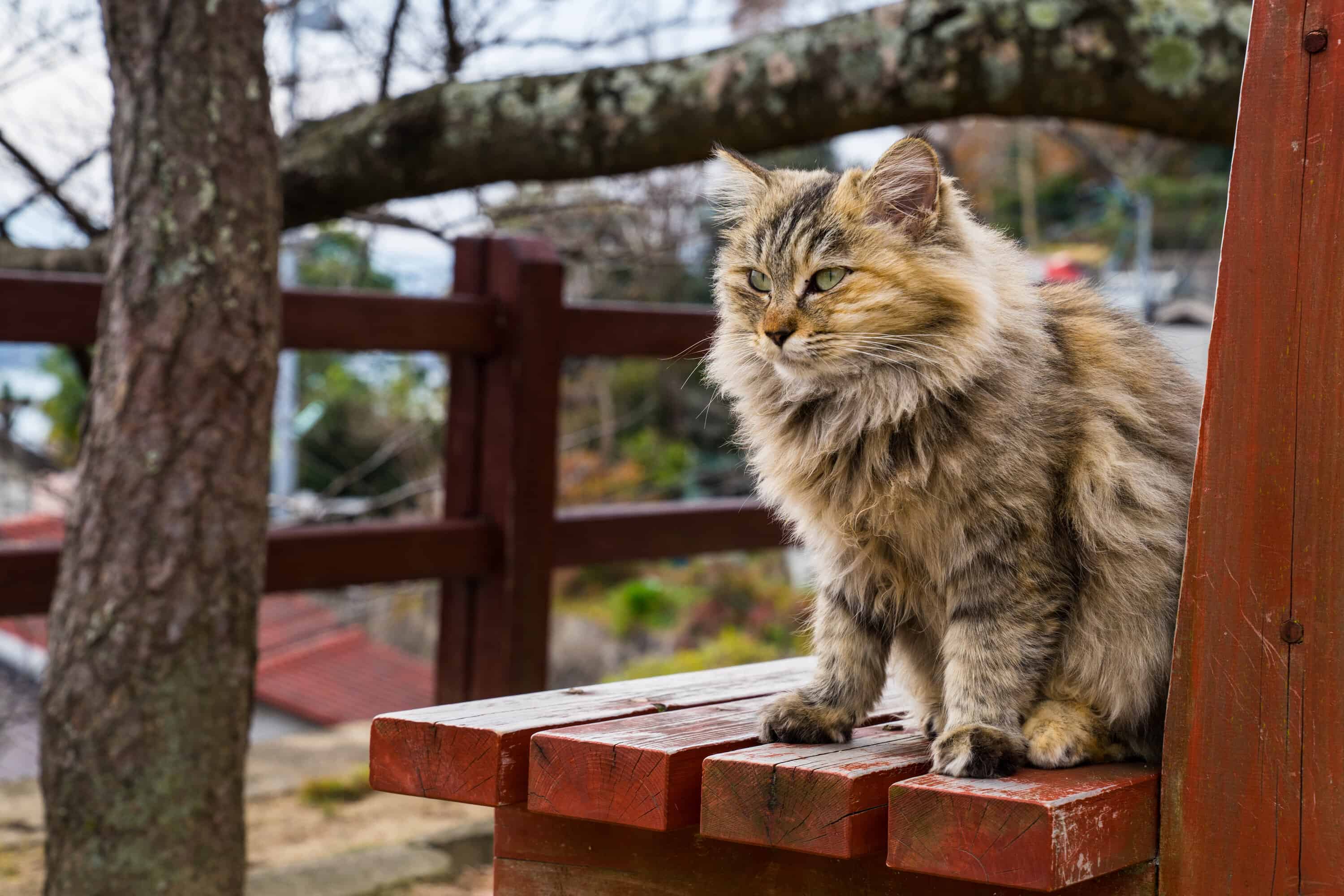 Experience Japan From the POV of a Cat