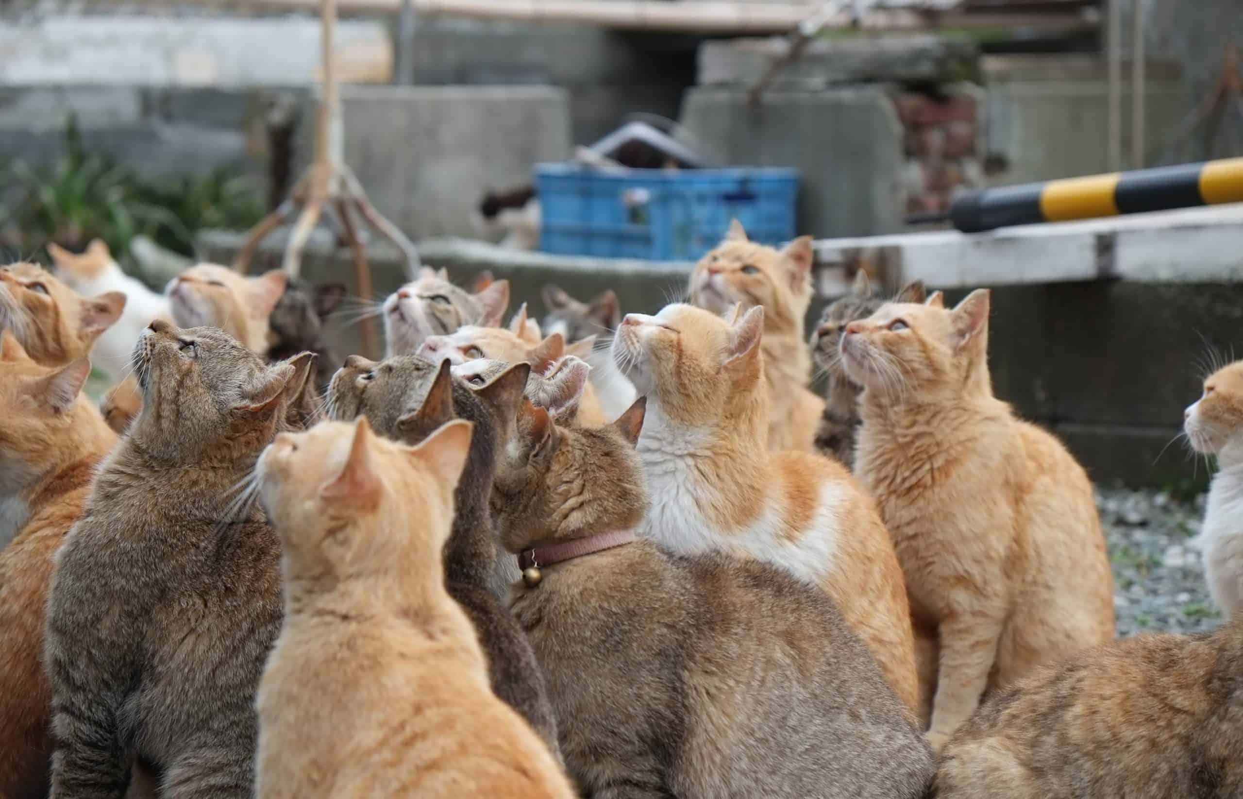 The Latest in Japan’s Cat Culture