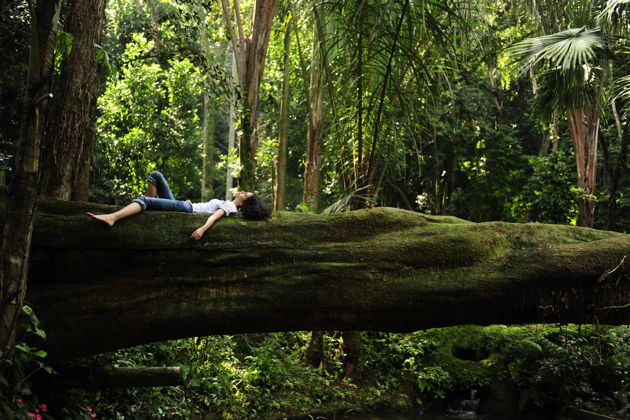 Stimulate the Senses: Forest Bathing in Amami-Ōshima