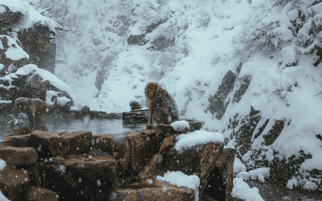 Only in Japan: Relaxing with Snow Monkeys