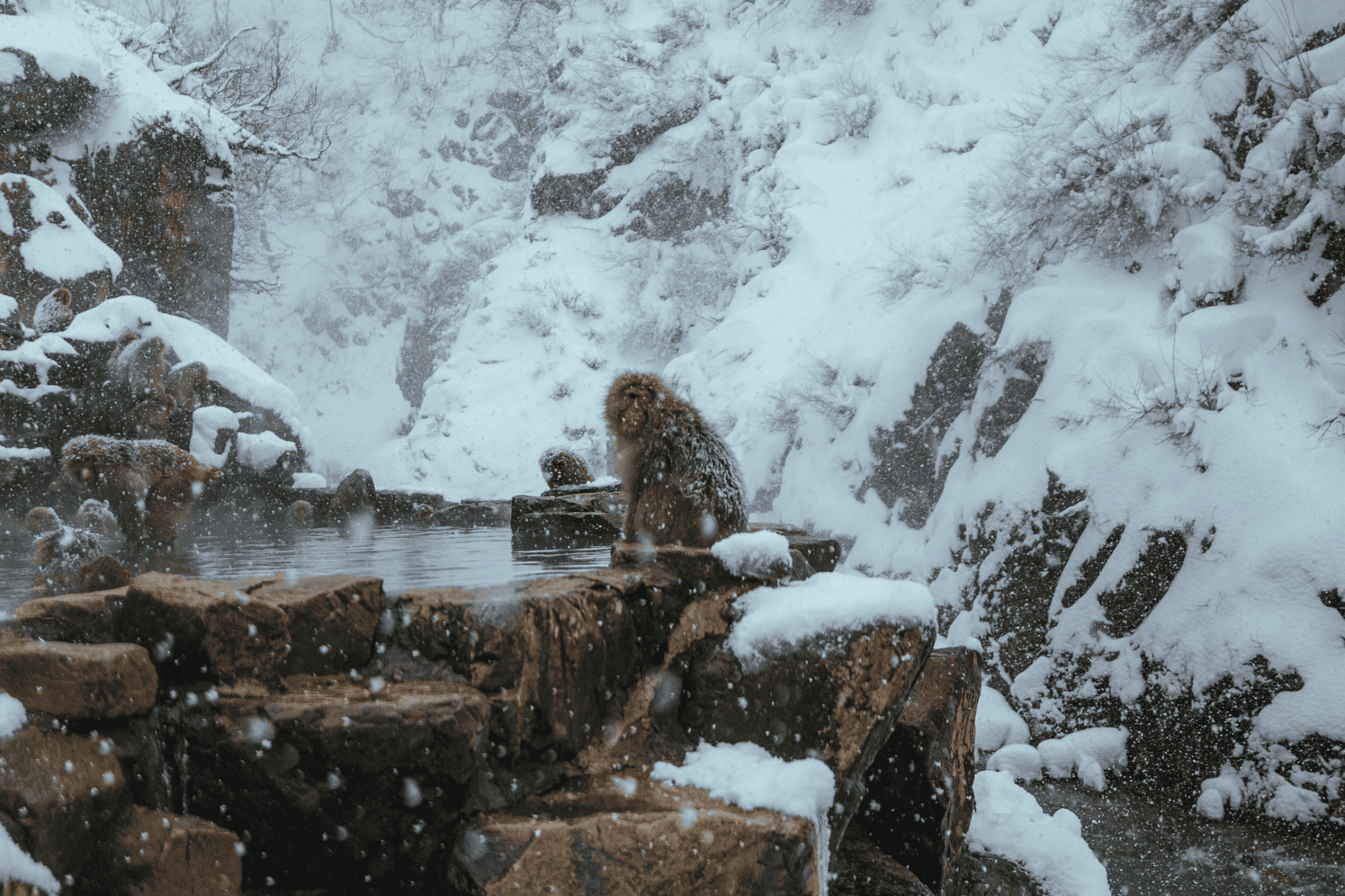 UNFORGETTABLE EXPERIENCES: RELAXING WITH SNOW MONKEYS