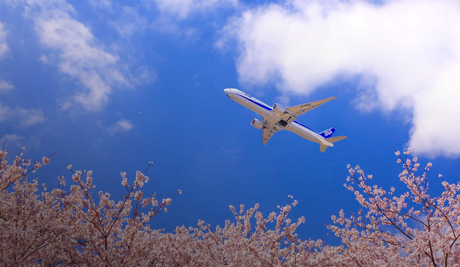 An ANA airplane flying over blooming cherry blossoms against a bright blue sky scattered with clouds.
