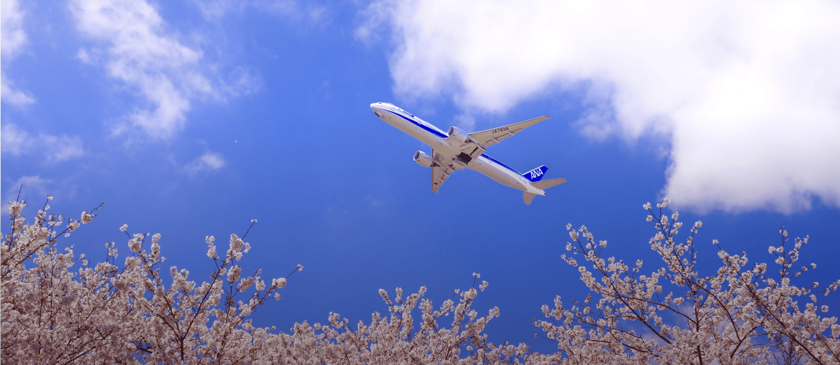 An ANA airplane flying over blooming cherry blossoms against a bright blue sky scattered with clouds.